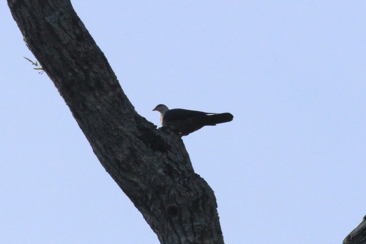 Buru Mountain-Pigeon - ML42385021