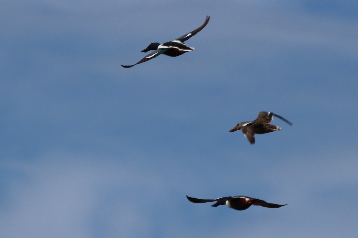 Northern Shoveler - ML423850471