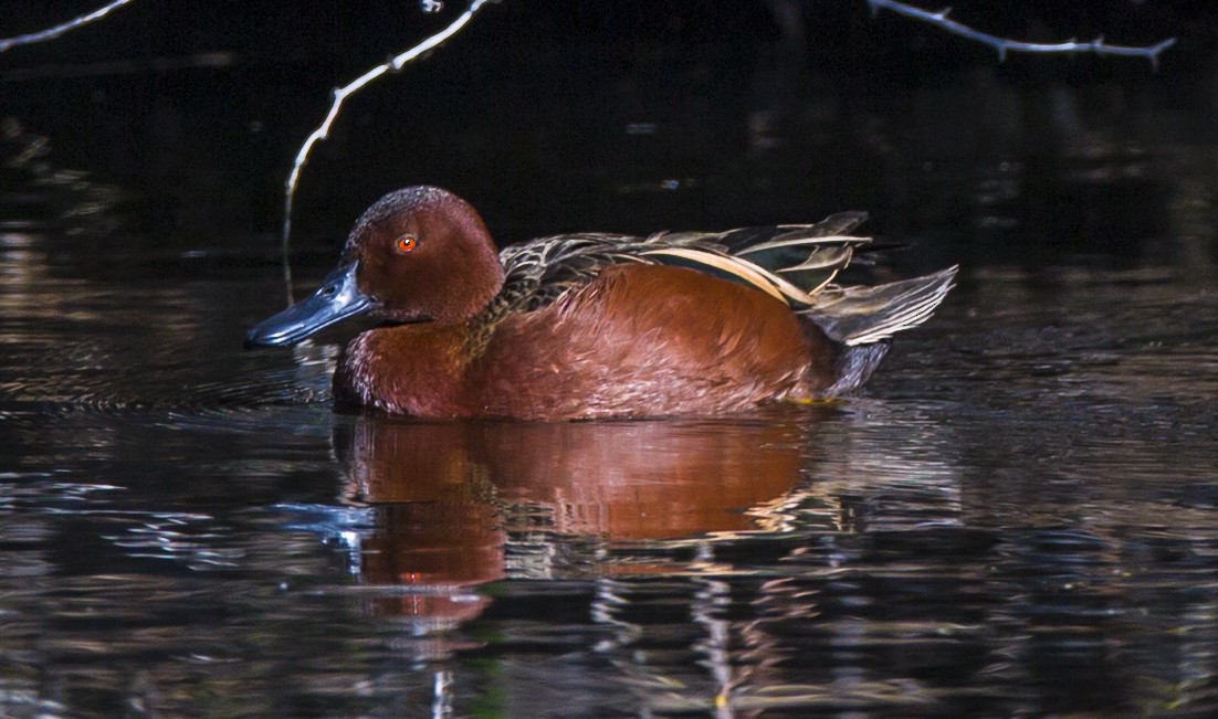 Cinnamon Teal - ML42385051