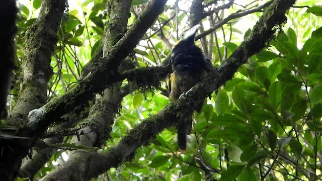 Toucanet à bec tacheté - ML423850671