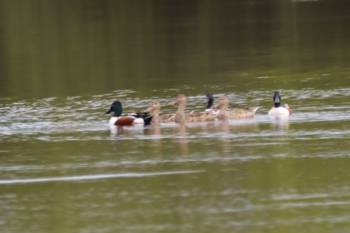 Northern Shoveler - ML423850691