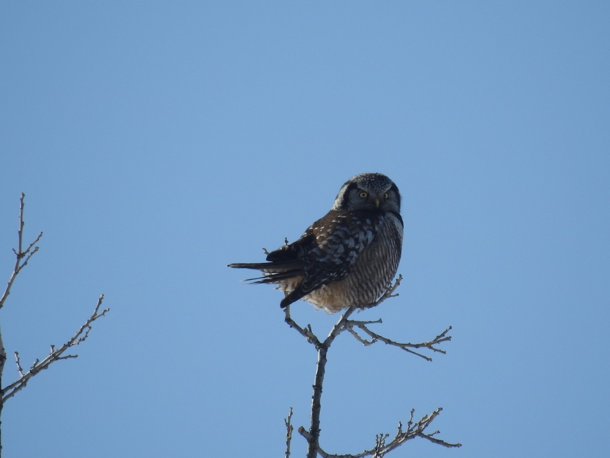 Northern Hawk Owl - ML423851691