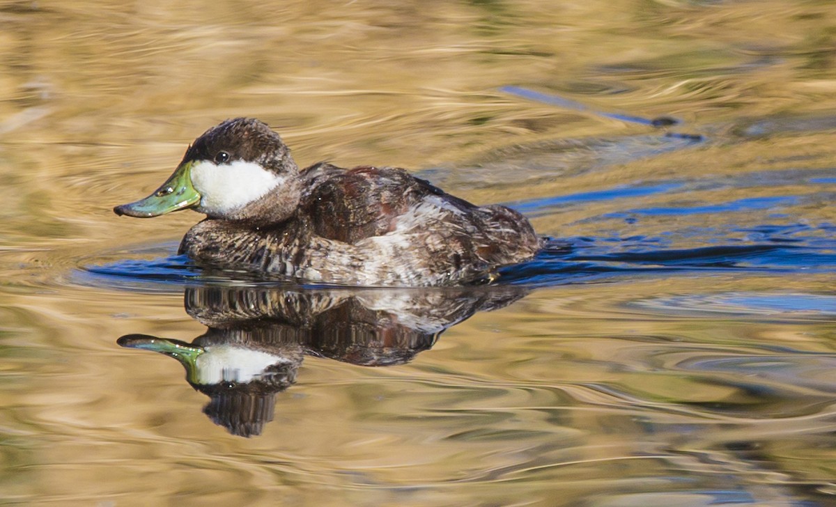 Ruddy Duck - ML42385201