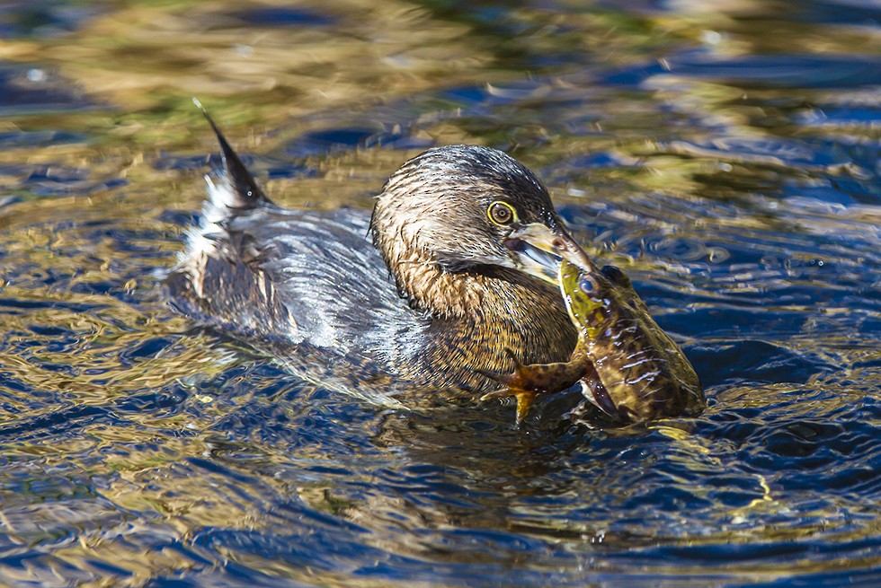 Pied-billed Grebe - ML42385261