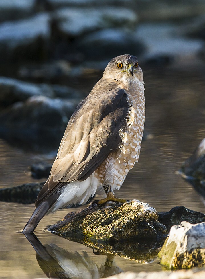 Cooper's Hawk - ML42385391