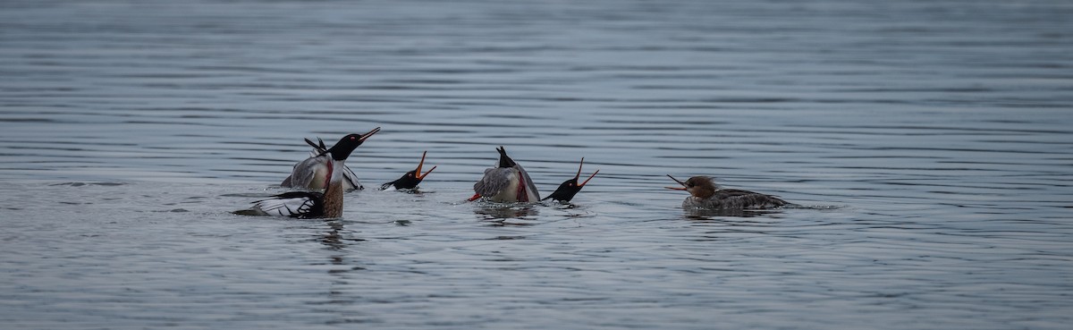 Red-breasted Merganser - Karen Lee Lewis