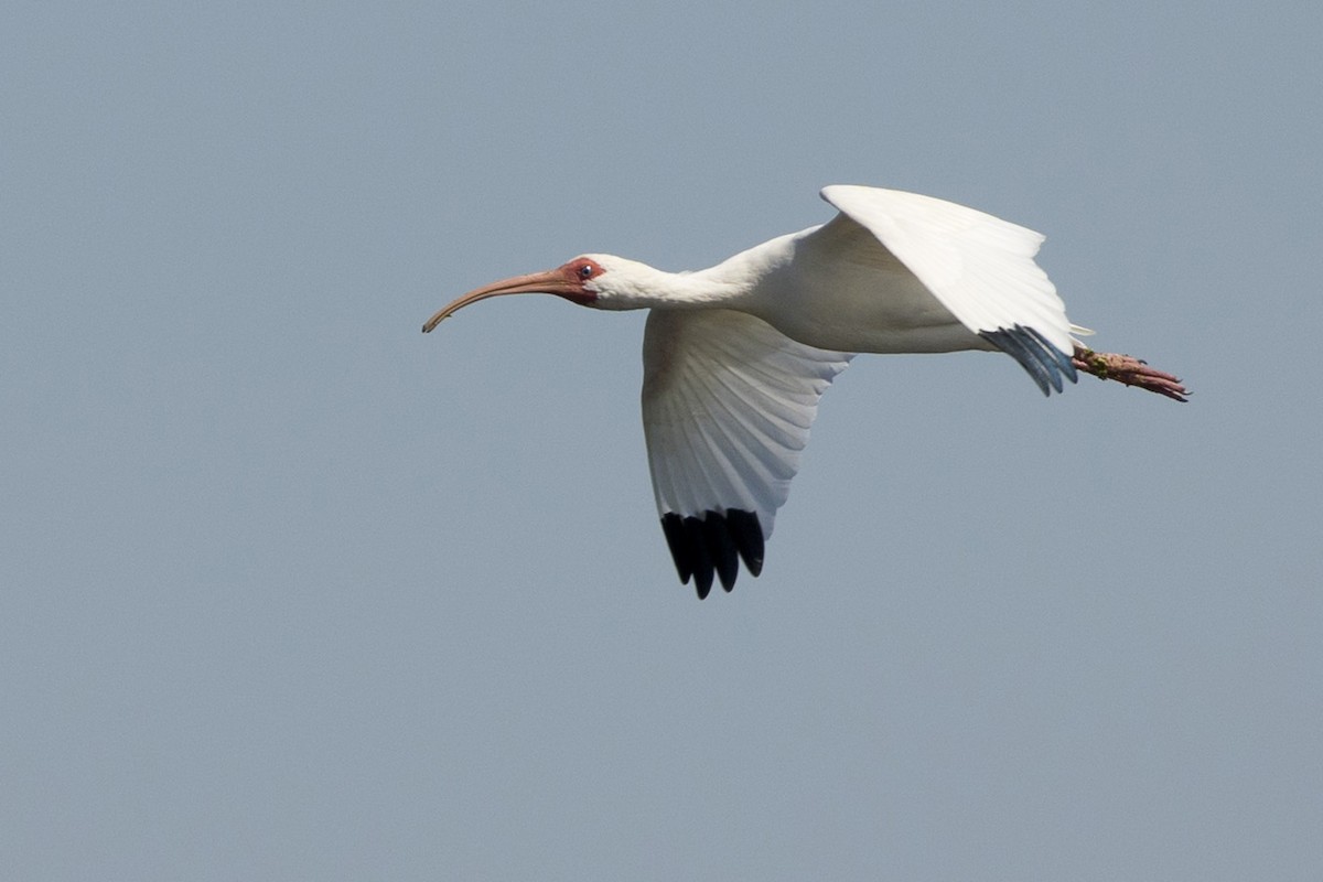 White Ibis - ML423854161