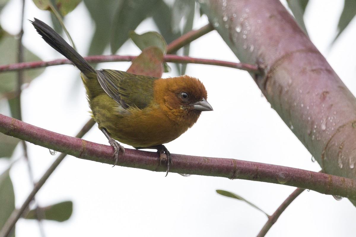 Ochre-breasted Brushfinch - ML423854891