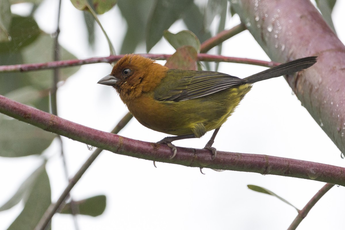 Ochre-breasted Brushfinch - Oswaldo Hernández Sánchez