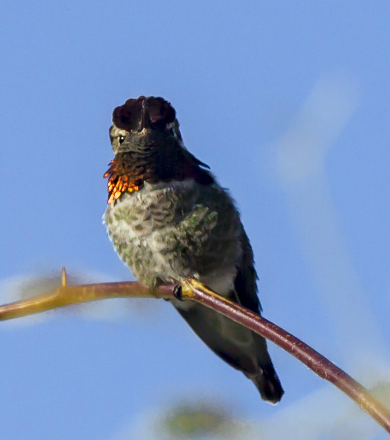 rødmaskekolibri - ML42385581