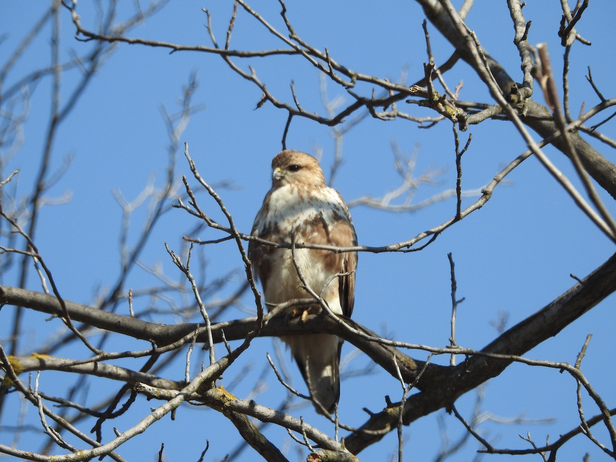 Himalayan Buzzard - ML423856481