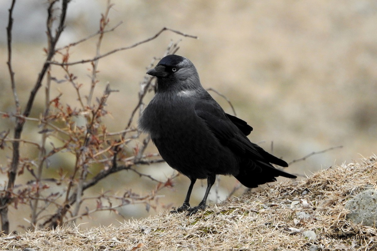Eurasian Jackdaw - ML423856681