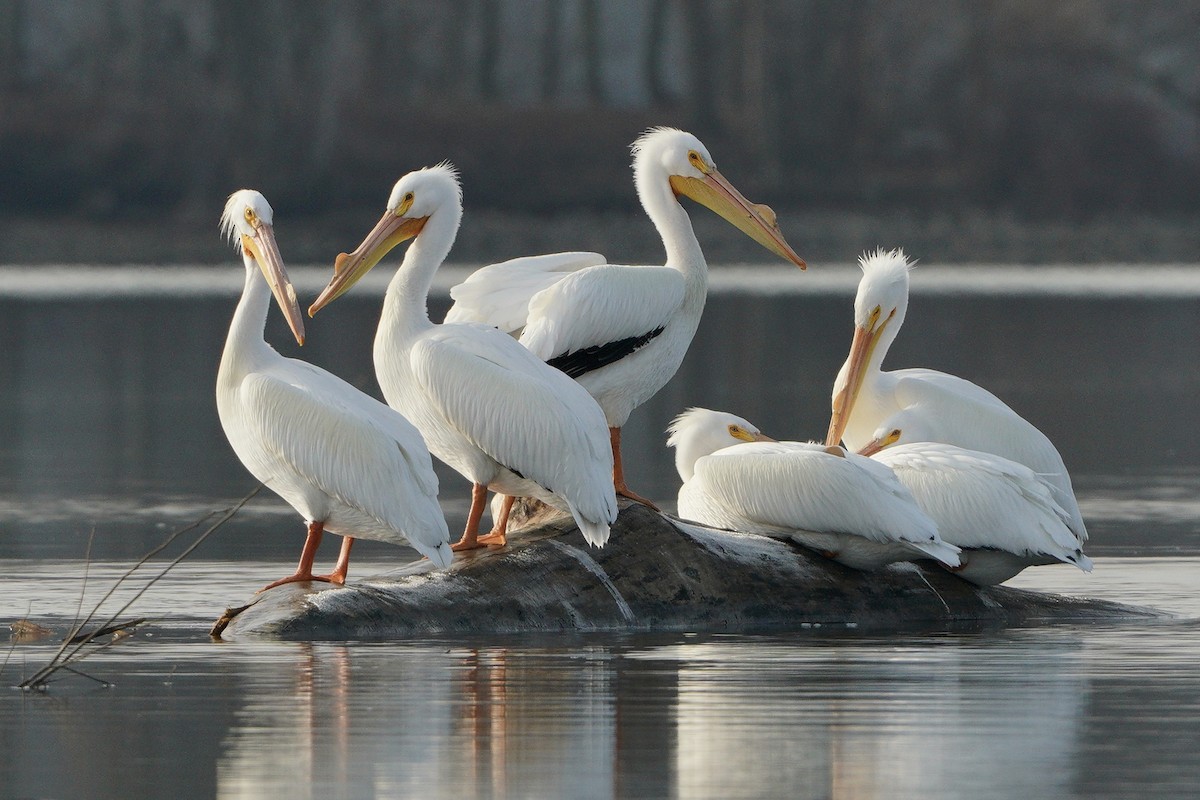 American White Pelican - Lee Funderburg