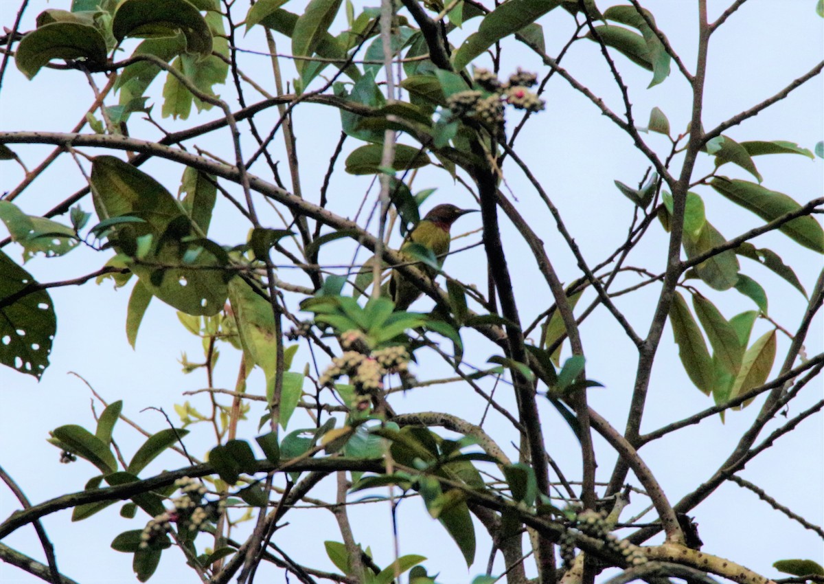 Red-throated Sunbird - ML42385691