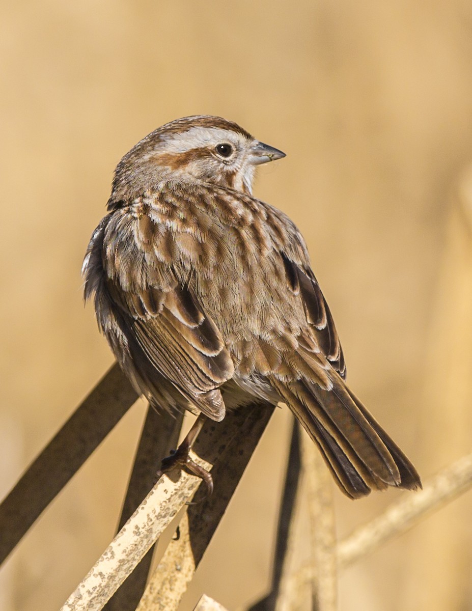 Song Sparrow - ML42385741