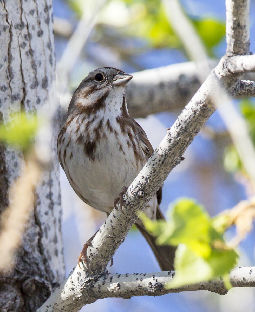 Song Sparrow - ML42385761