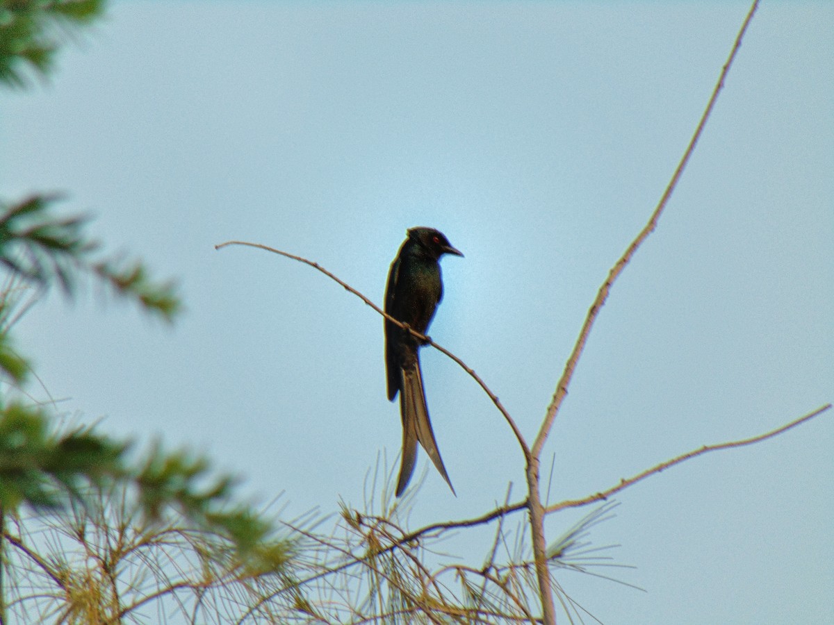 Drongo royal - ML423857671