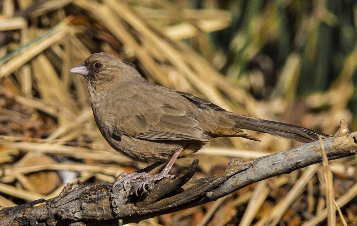 Abert's Towhee - ML42385821