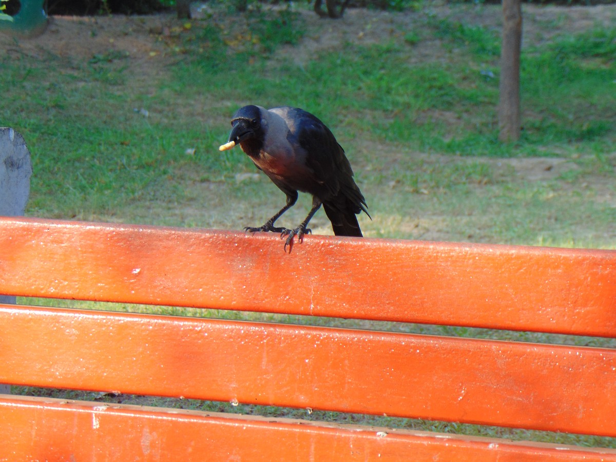 Corbeau familier - ML423858561