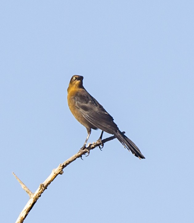 Great-tailed Grackle - ML42385861