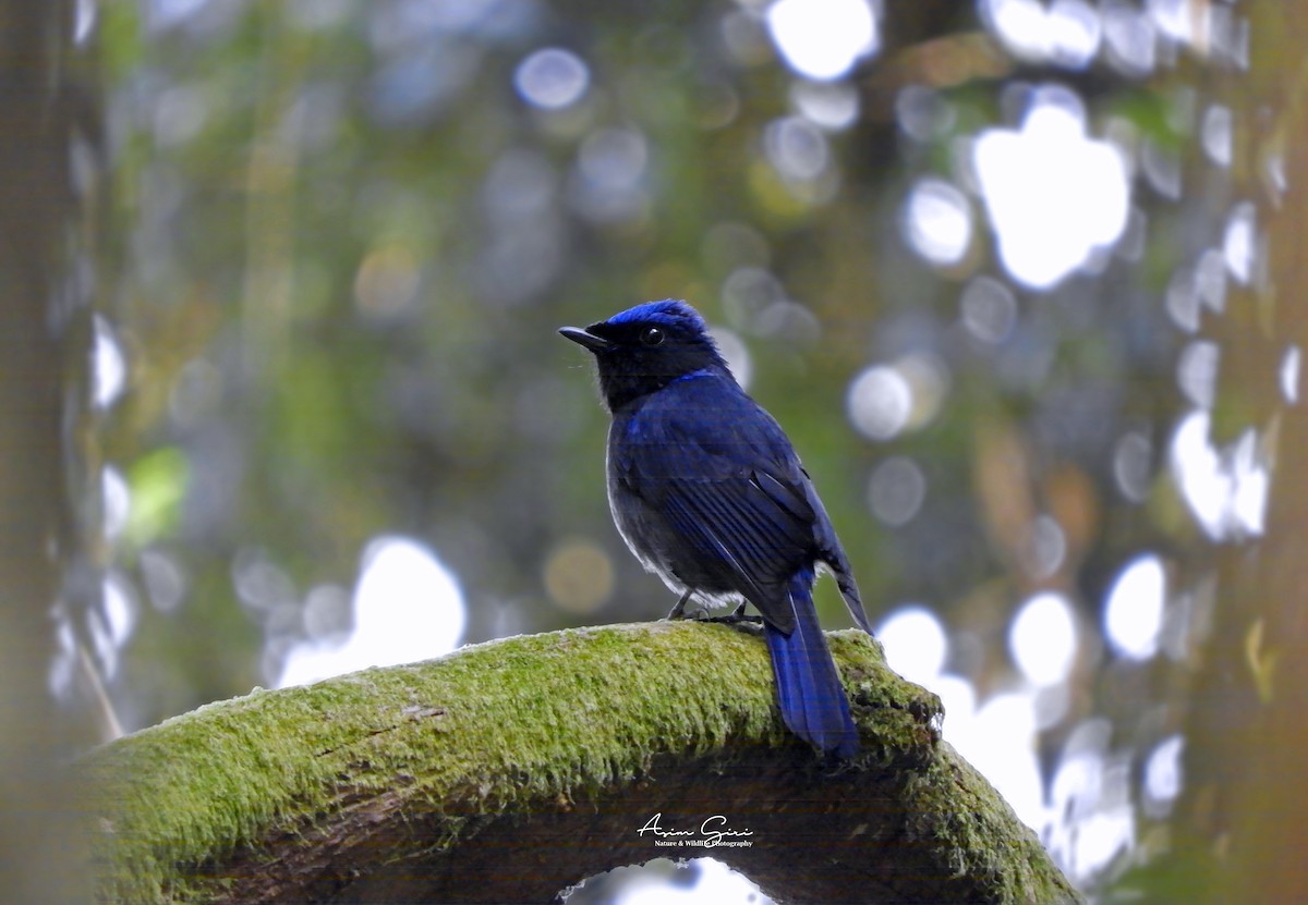 Large Niltava - Asim Giri