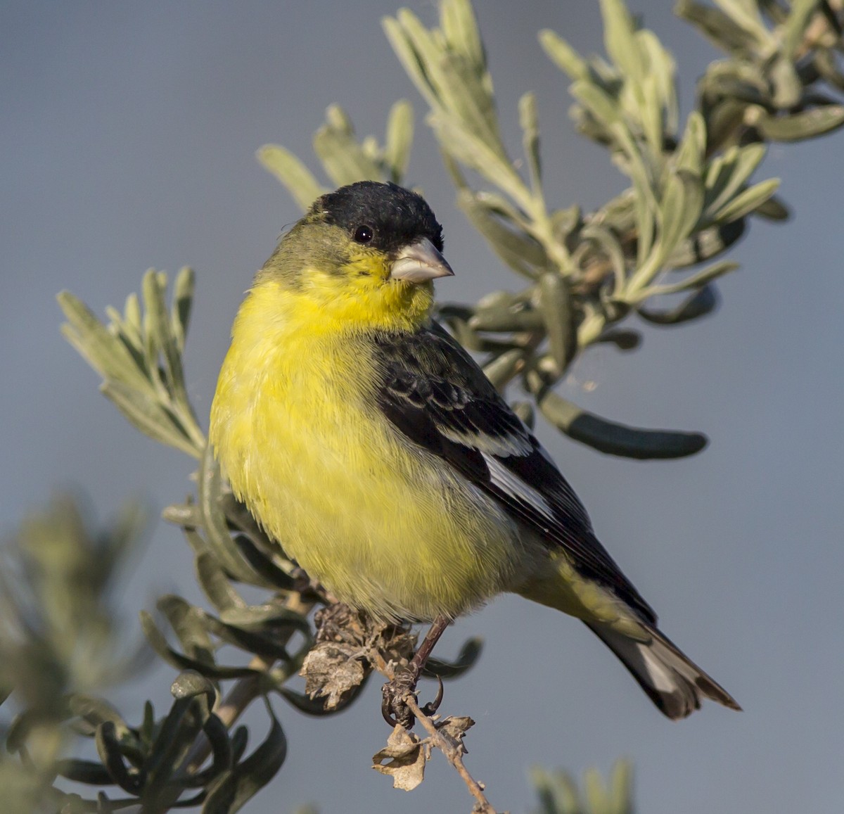 Lesser Goldfinch - ML42385921