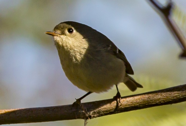 Ruby-crowned Kinglet - ML42386031