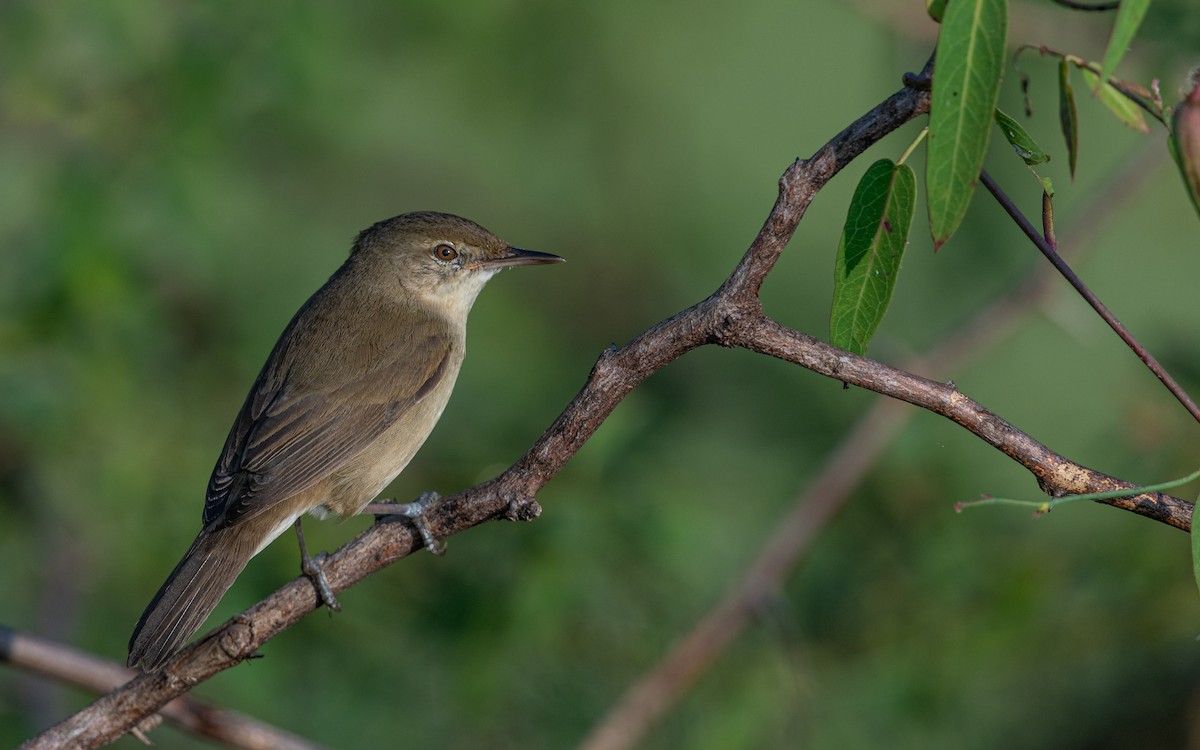 Blyth's Reed Warbler - ML423863311