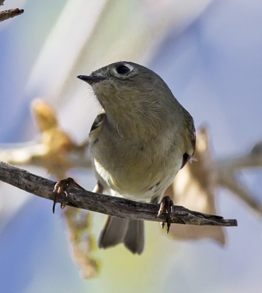 Ruby-crowned Kinglet - ML42386361