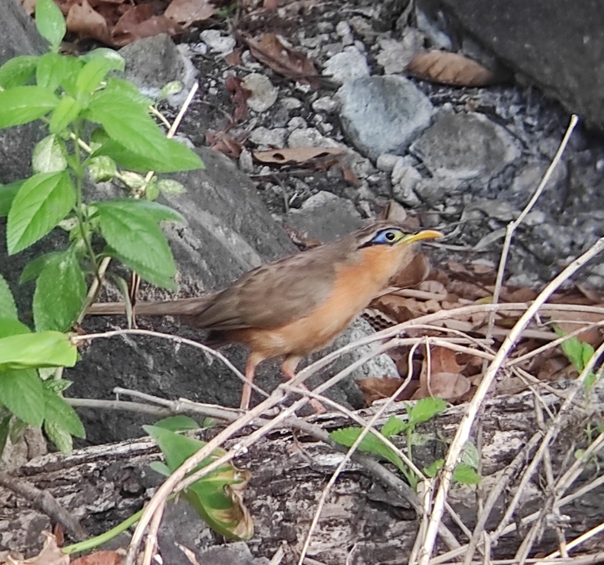 Lesser Ground-Cuckoo - ML423864181