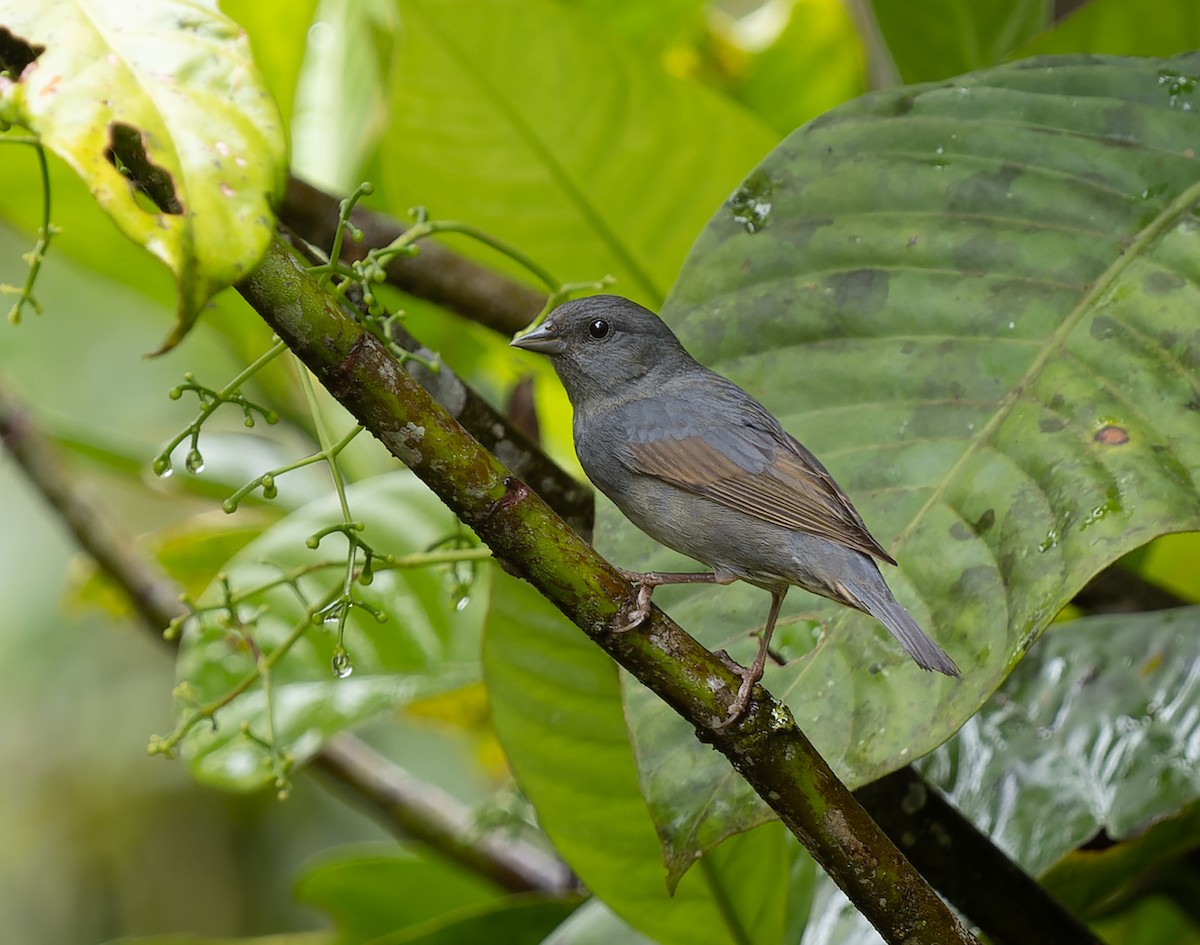 Slaty Finch - Simon Colenutt