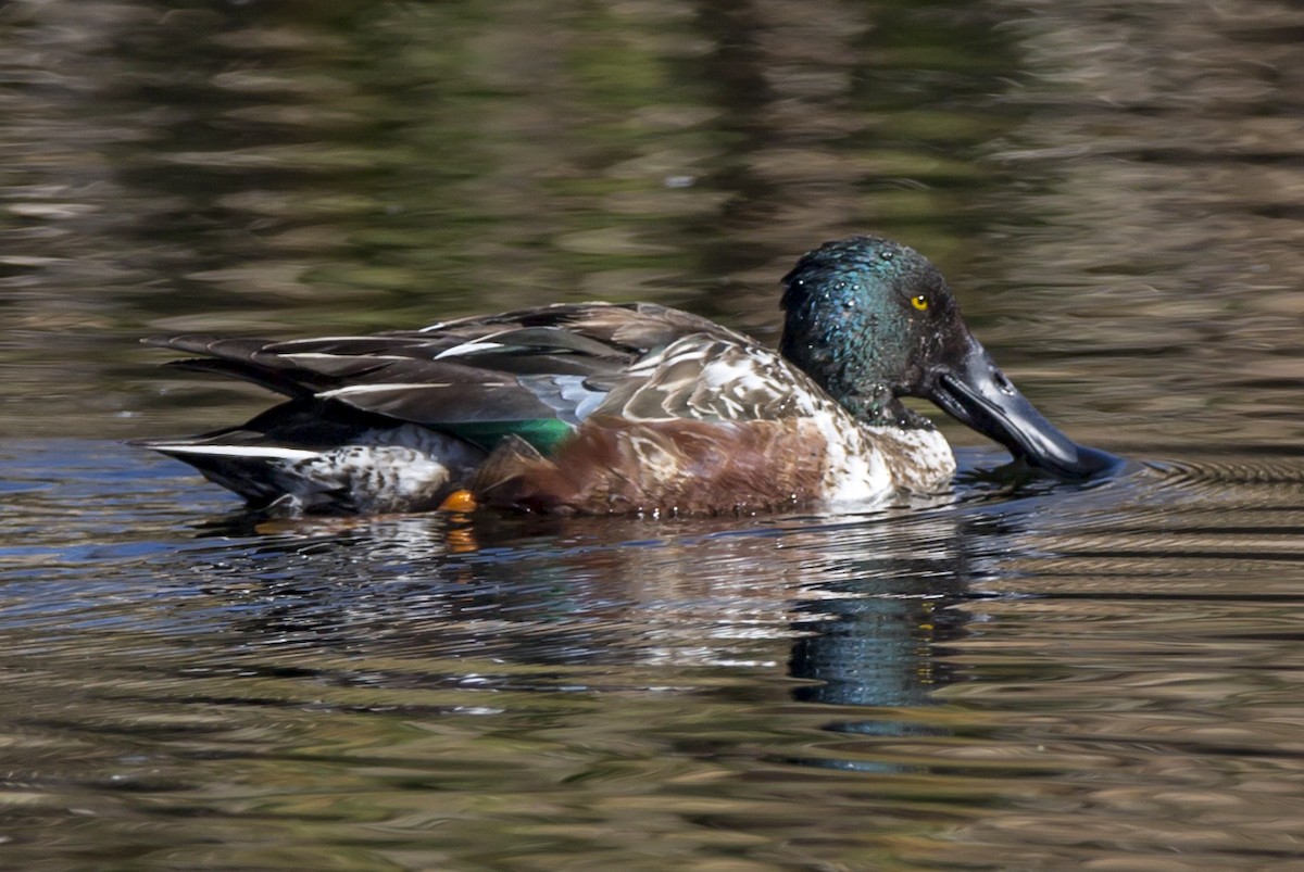 Canard souchet - ML42386471