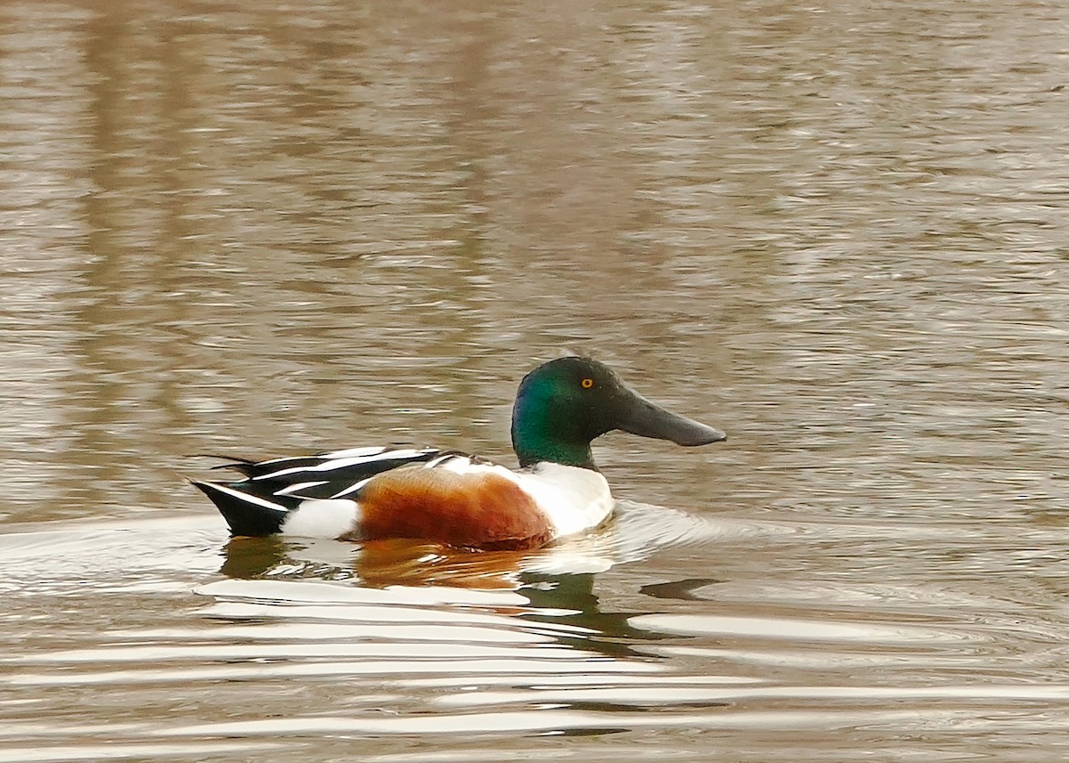 Northern Shoveler - ML423865121