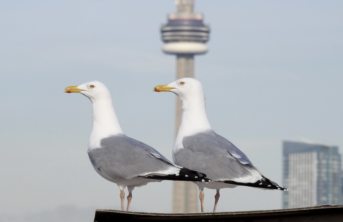 American Herring Gull - ML423867001