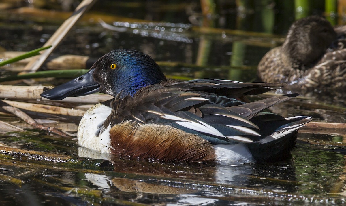 Canard souchet - ML42386831