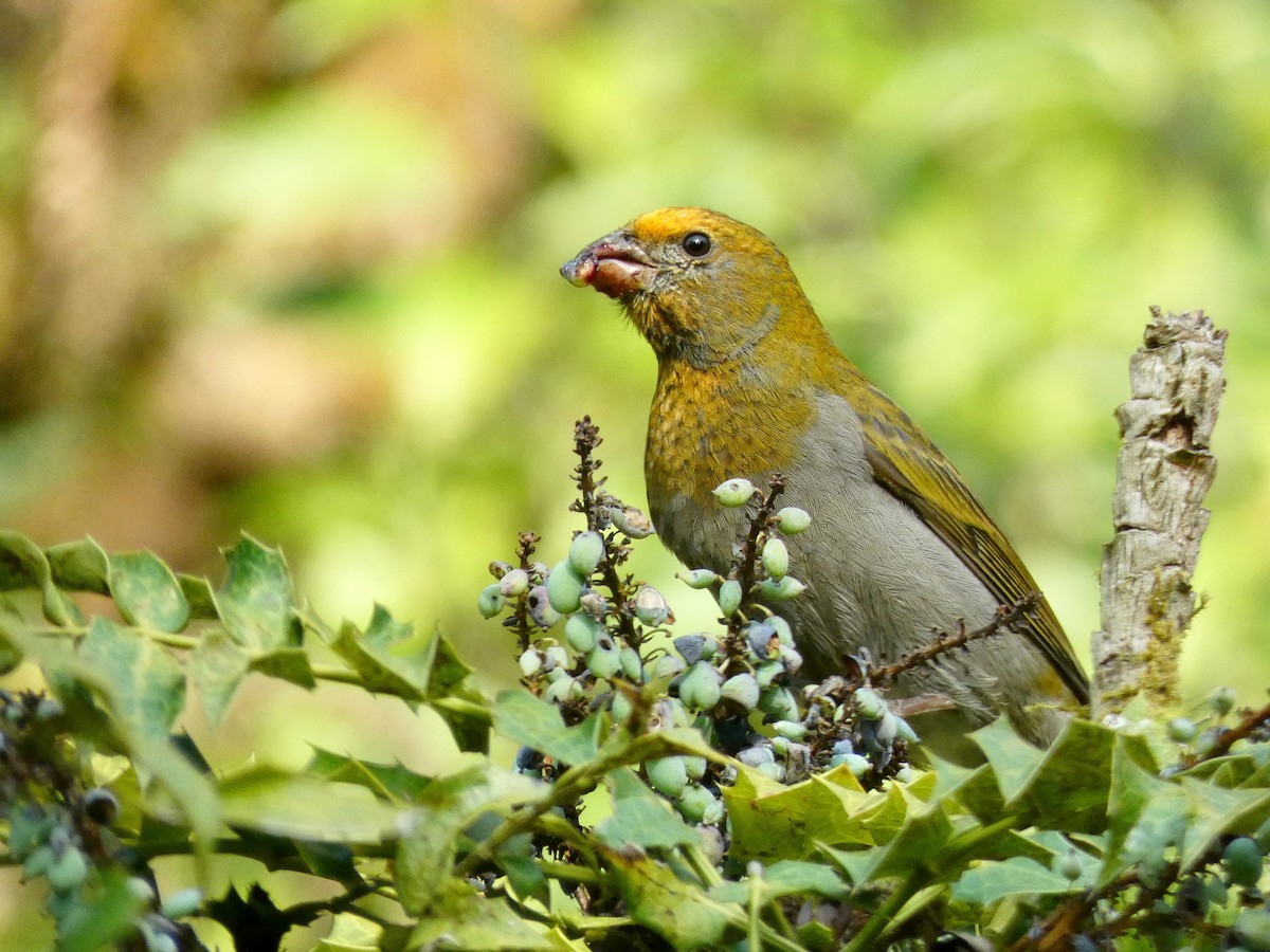 Crimson-browed Finch - ML423868371