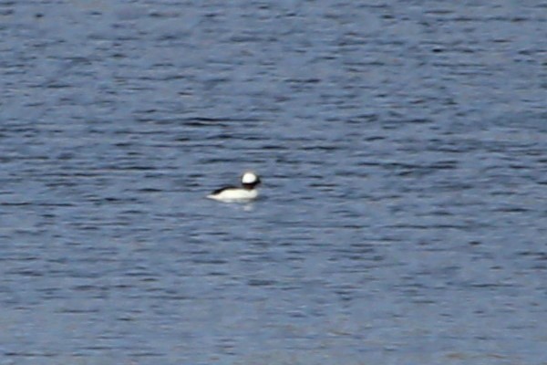 Bufflehead - ML423868411