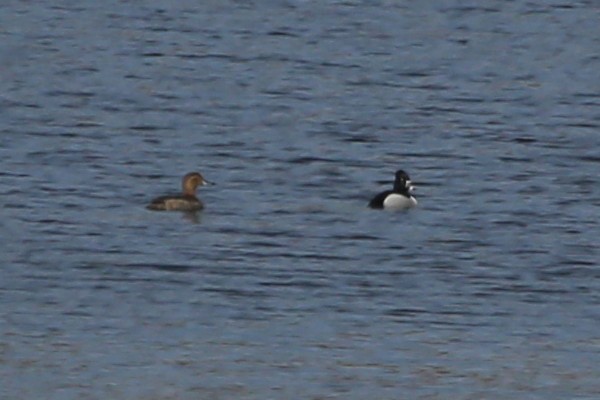 Ring-necked Duck - ML423868791