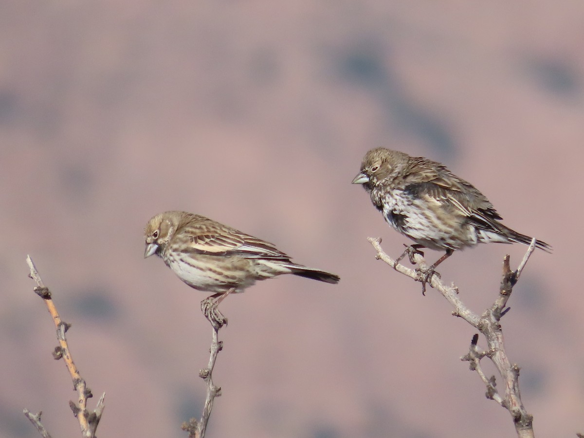 Lark Bunting - ML423869011