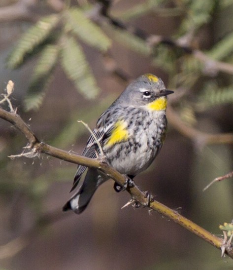 Yellow-rumped Warbler - ML42386941