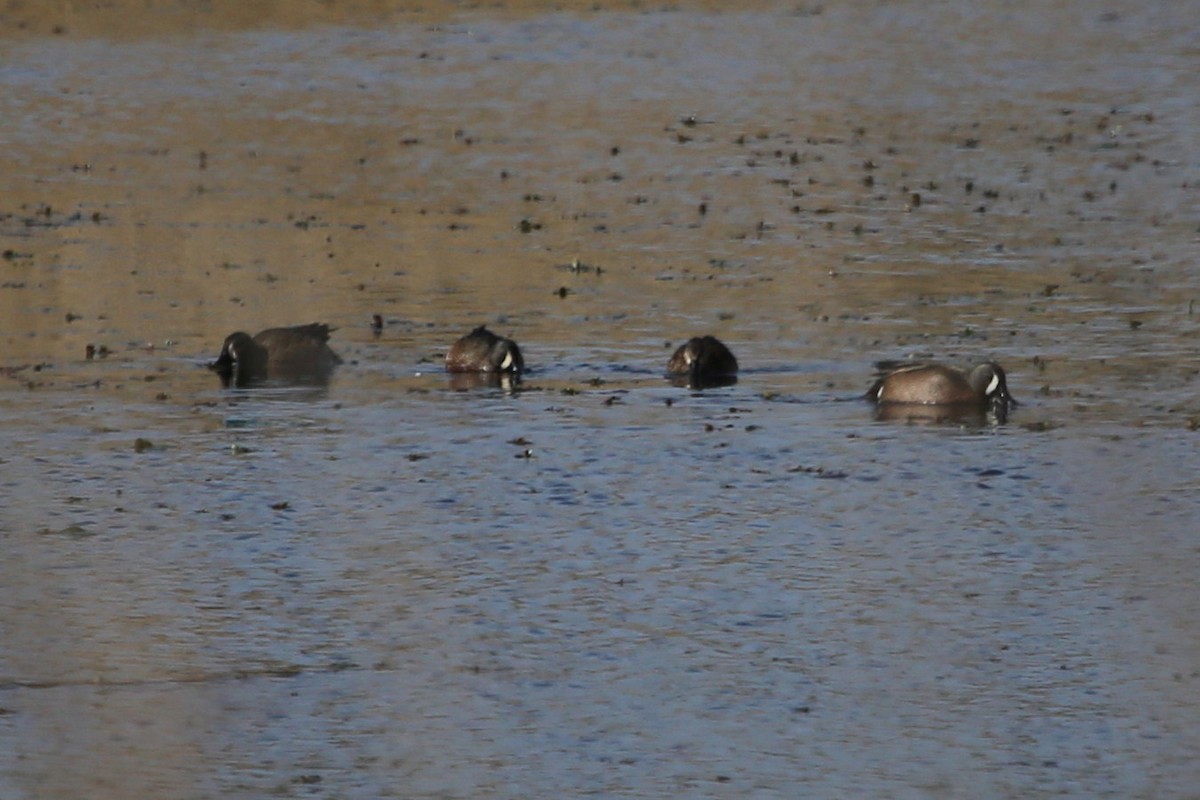 Blue-winged Teal - ML423870151