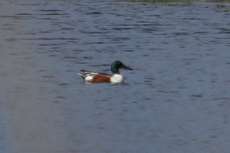 Northern Shoveler - ML423870441