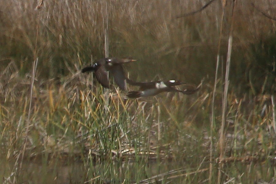 Hooded Merganser - ML423870471