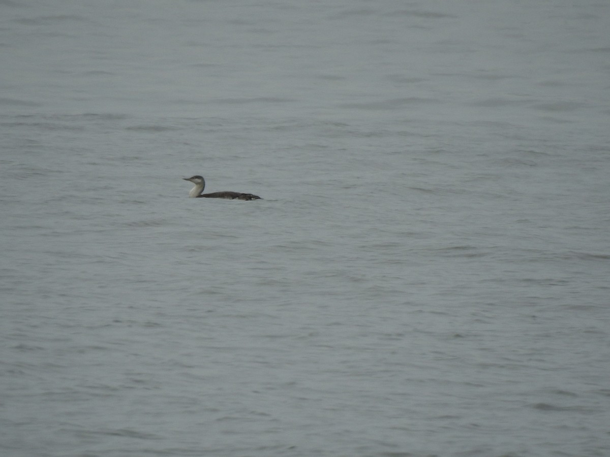 Red-throated Loon - ML423870711