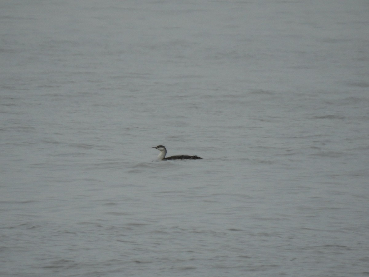 Red-throated Loon - ML423870721