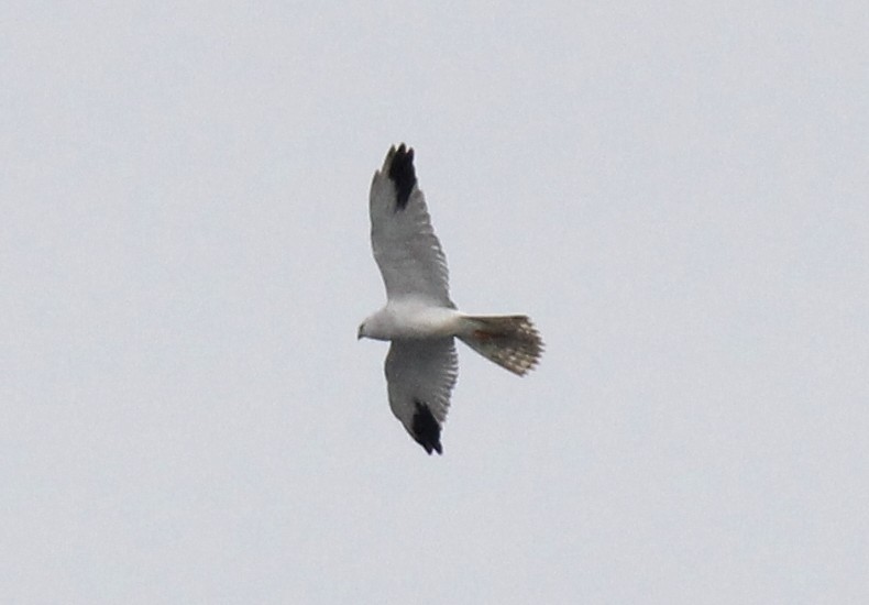 Pallid Harrier - ML423872111