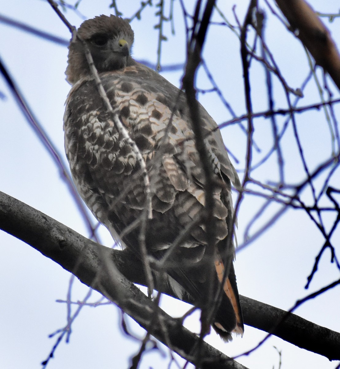 Red-tailed Hawk - ML423872351