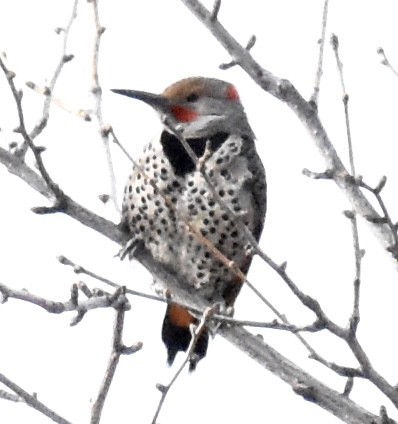 Northern Flicker (Yellow-shafted x Red-shafted) - ML423872781