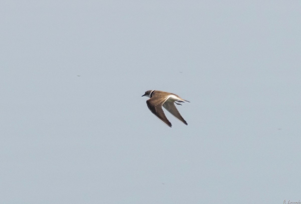 Little Ringed Plover - ML423873281