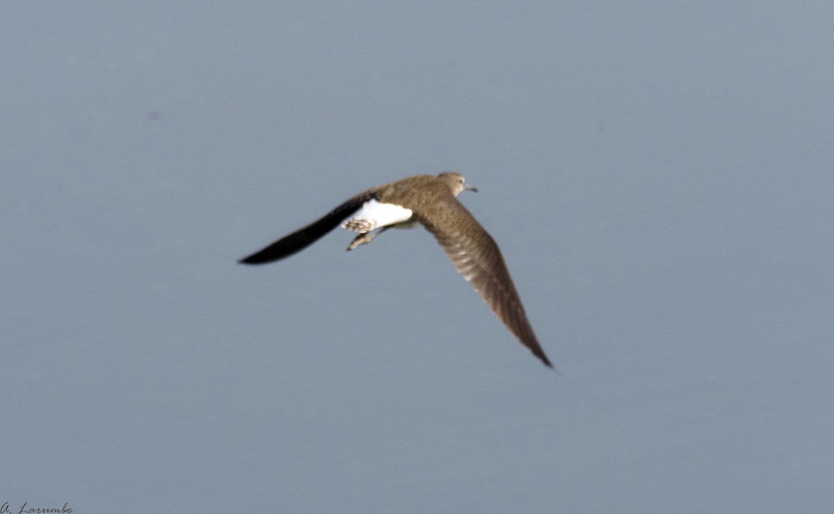 Green Sandpiper - ML423873321